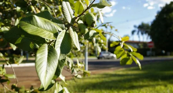 De manga a jaca: população do DF pode colher frutos de 900 mil árvores