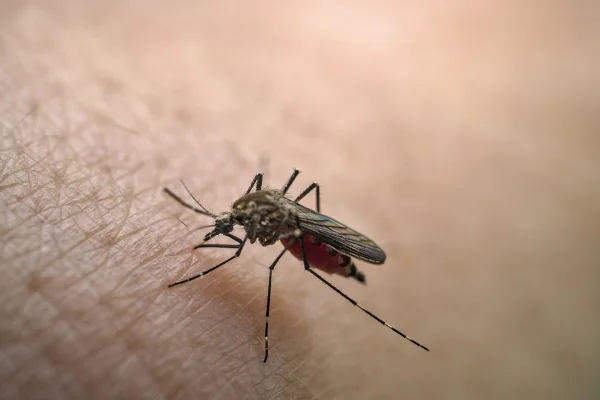 Close-up de mosquito perto de pele humana, febre amarela. Metrópoles