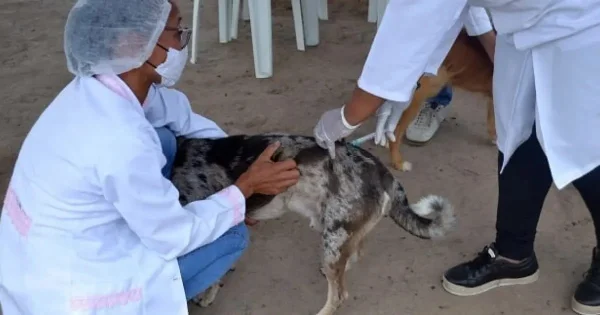 Vacinação contra a raiva em cachorros e gatos