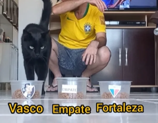 Imagem colorida do gatinho que ficou famoso por rever resultados de partidas de futebol- Metrópoles