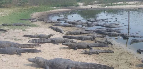 Nível de lagoa desce muito e jacarés se juntam por água no Pantanal