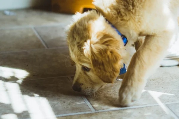 cachorro farejando