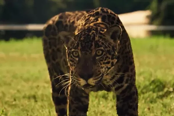 Onça da novela Pantanal nasceu em ONG multada por negligência