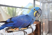 A arara-azul se alimenta principalmente de sementes de palmeiras, como buriti, licuri e macaúba, utilizando seu bico forte para quebrar as cascas
