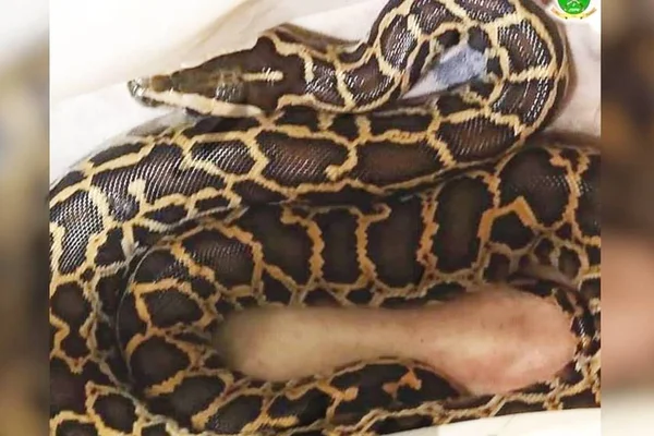 cobra píton pigmentada encontrada em luziânia