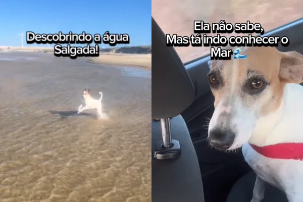 Vira-lata adotada de cativeiro emociona a web ao conhecer o mar