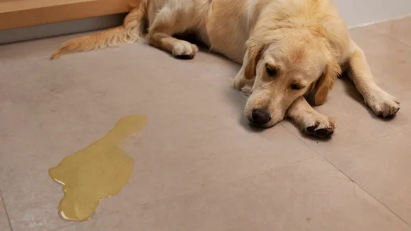 Foto colorida de cachorro deitado ao lado de poça de xixi