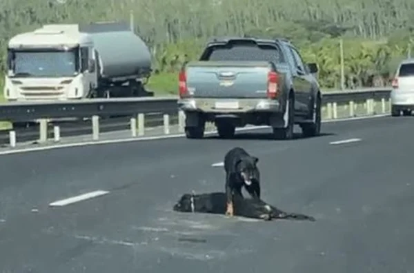 Cachorro morre atropelado