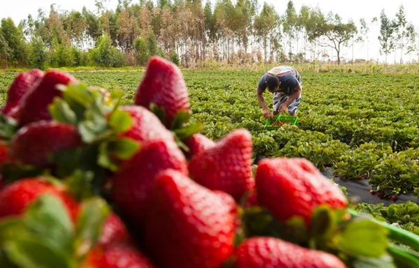 App para o produtor do campo é apresentado na Festa do Morango do DF