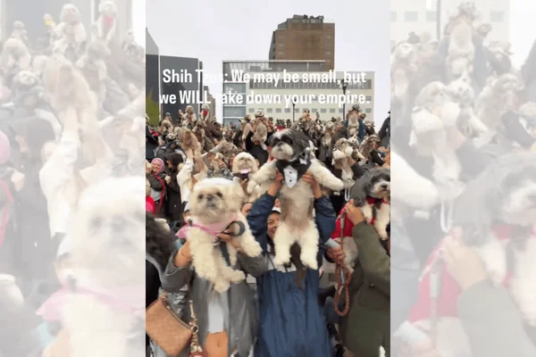 Encontro de Shih tzus em NYC