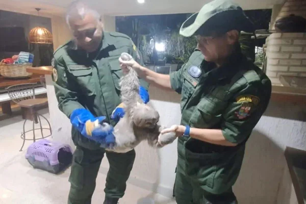 Imagem colorida de bicho-preguiça resgatado em Niterói - Metrópoles