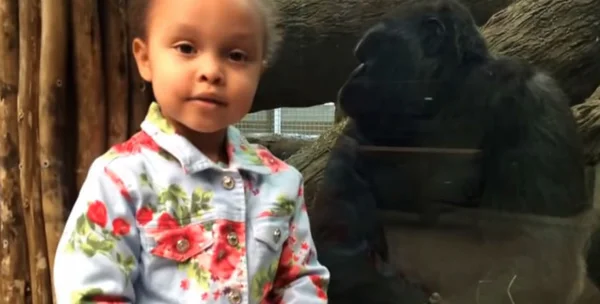 Gorila mal-educado mostra o dedo do meio para menina em Zoológico. Veja vídeo