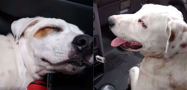Rapaz encontra cão de rua em seu carro e o leva para casa - destaque galeria Rapaz encontra cão de rua em seu carro e o leva para casa - destaque galeria