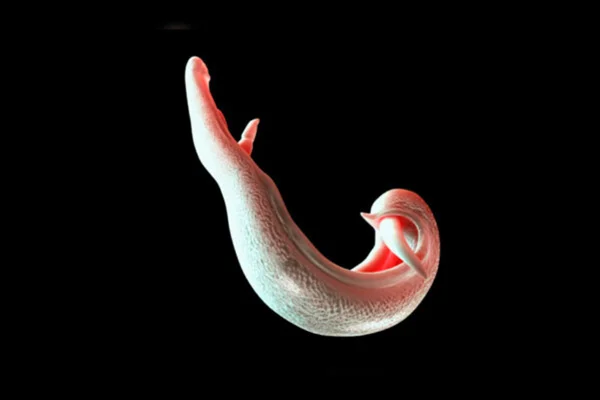 Schistosoma mansoni, esquistossomose, parasita - Metrópoles