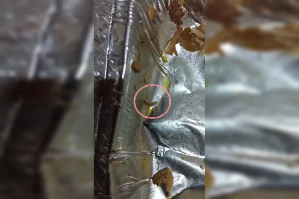 Imagem colorida de larva em marmita