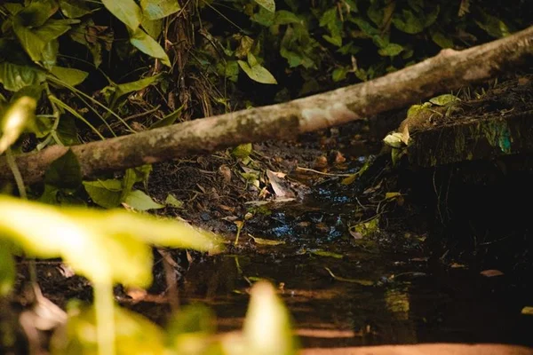 GO: Anápolis lança projeto ambiental de preservação de nascentes