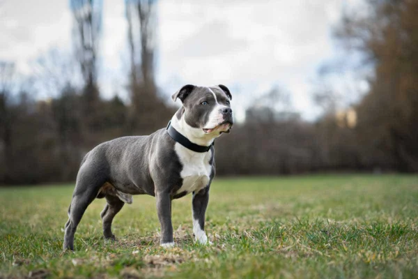 imagem colorida. Pitbull de grande porte parado em um gramado