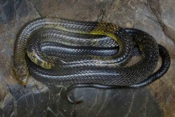 Naja venenosa com mais de 2 metros foge de gaiola e desaparece