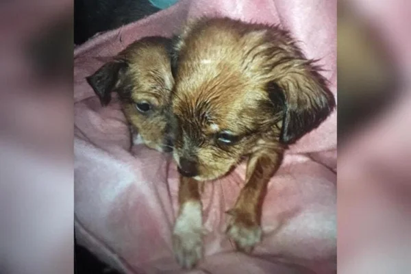 Pai joga filhotes de cachorro da filha em córrego e é preso em SC