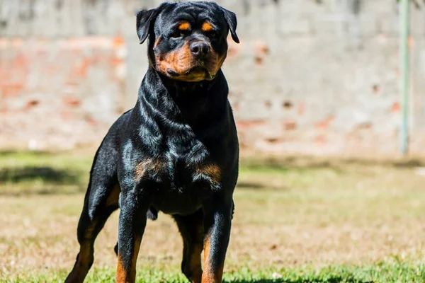 Oito cachorros são envenenados com chumbinho na Vila Planalto