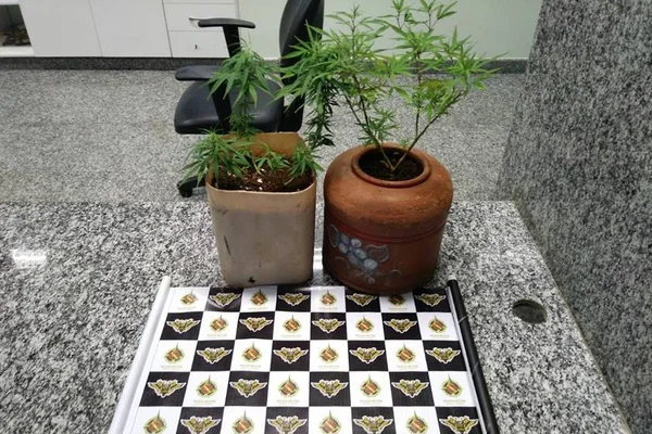 Adolescente é apreendido por cultivar pé de maconha em filtro de barro