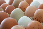 O ovo é considerado uma proteína completa. Ele contém todos os nove aminoácidos essenciais em proporções adequadas e possui alta digestibilidade
O ovo é considerado uma proteína completa. Ele contém todos os nove aminoácidos essenciais em proporções adequadas e possui alta digestibilidade
