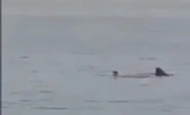 Vídeo: homem morre após ser atacado por tubarão no Mar Vermelho