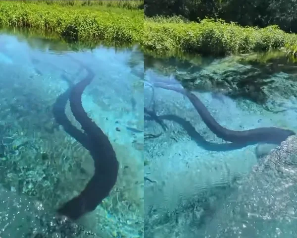Imagem colorida de sucuri nadando em rio de água cristalina de Bonito, Mato Grosso do Sul - Metrópoles