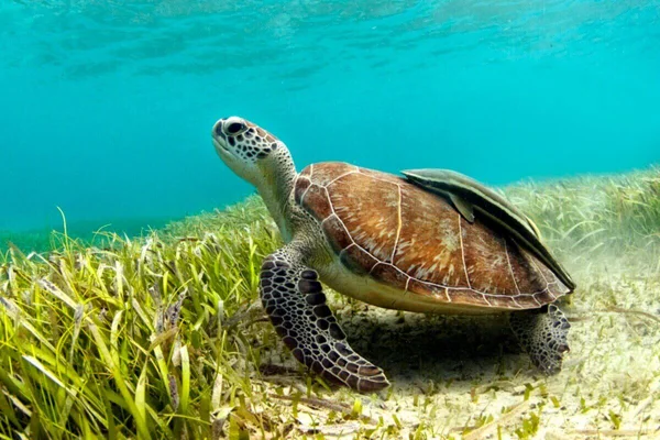 tartaruga verde