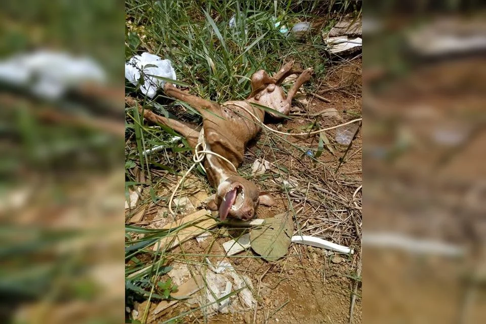 O cachorro estava com infecções e muitos bichos em seu corpo O cachorro estava com infecções e muitos bichos em seu corpo