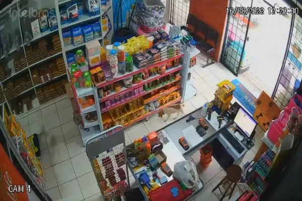 Vídeo: cão de rua furta petisco de pet shop e é “perdoado” no Paraná