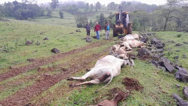 Imagem colorida de vacas mortas durante passagem de ciclone e temporal em SC - Metrópoles