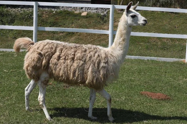 A Fazenda 11: Thayse acha que lhama e ema são o mesmo animal