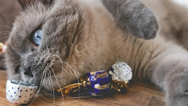 Por que o chocolate é tão tóxico para pets? Veterinária revela motivo