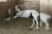 Égua foi morta em haras do DF Égua foi morta em haras do DF
