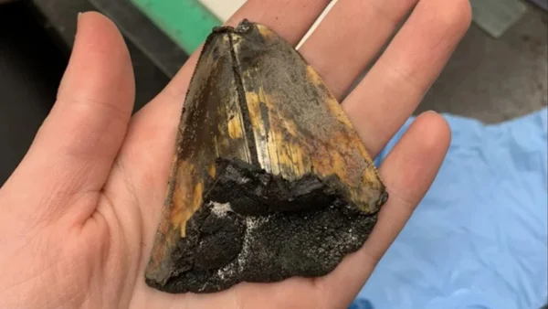 Dente raro de megalodon encontrado em expedição em alto-mar