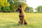 Ela foi atacada por um cão da raça pastor-belga malinois do Senado Federal