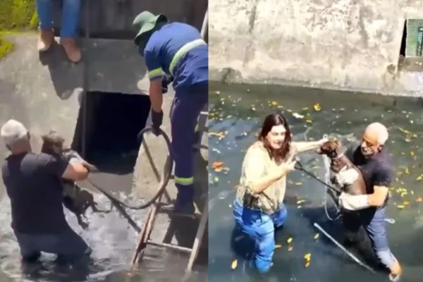 Imagem colorida de vira-lata marrom sendo resgatada