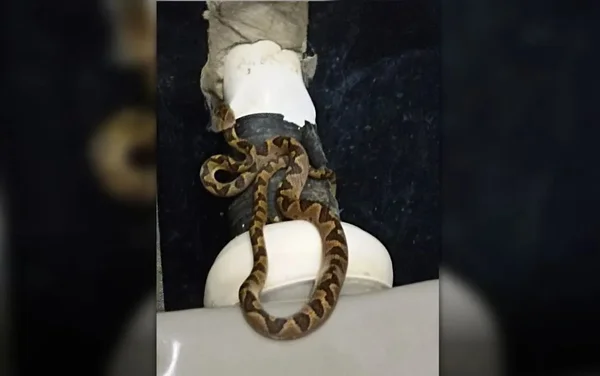 goias cobra vaso sanitario
