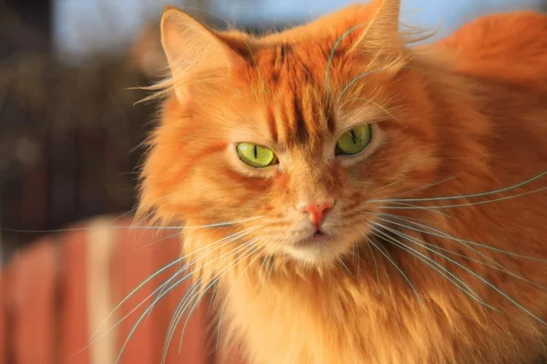 Imagem colorida de gato laranja observando