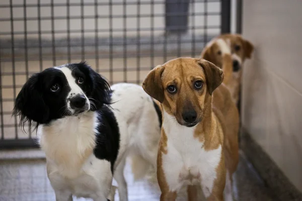 Cachorros
