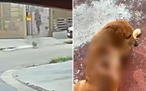 imagem colorida cachorro queimaduras oleo quente