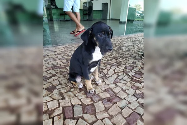 Cadela estuprada no DF precisa de ajuda e será colocada para adoção