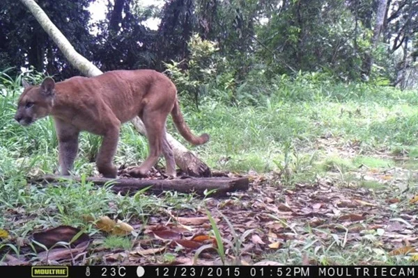 Onça ameaçada de extinção é flagrada por câmeras circulando em mata