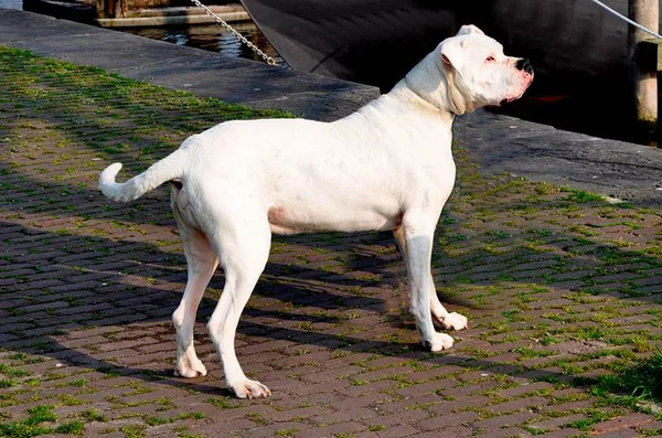 Cachorro de óculos