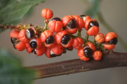 O guaraná é rico em cafeína e auxilia na melhora da circulação sanguínea