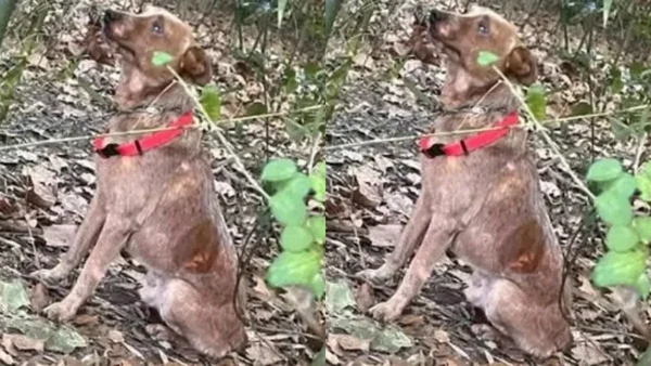 cão acorrentado salvo por crianças
