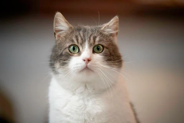 Foto colorida de um gato - Metrópoles