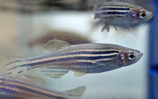 peixes