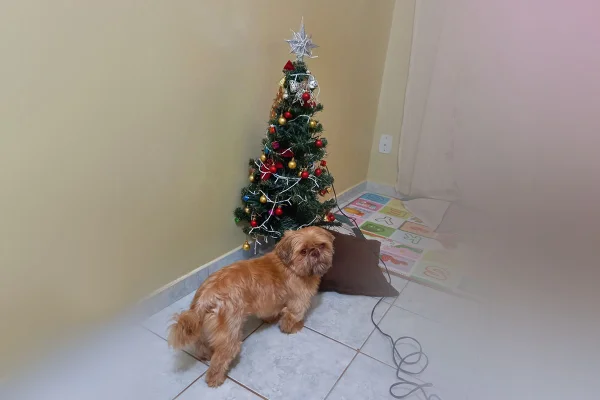 Cachorro em frente de árvore de Natal